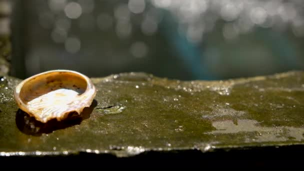 Balónové Skořápky Pokládají Okraj Nádrže Aquafarming — Stock video