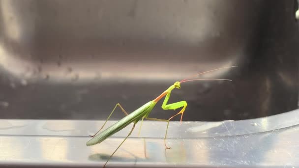 Green Grasshopper Posing Chrome Kitchen Sink — стоковое видео