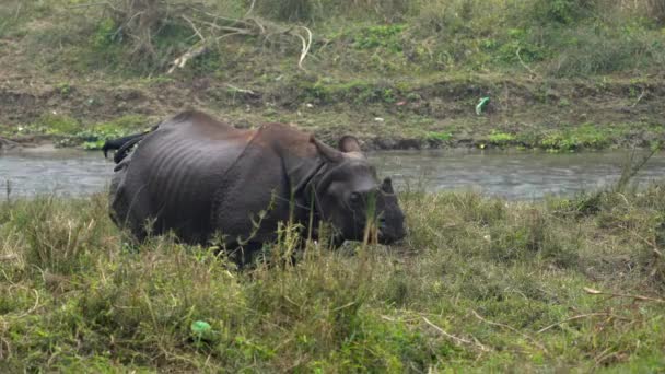 Ein Gehörntes Nashorn Das Ufer Eines Flusses Hohen Gras Steht — Stockvideo