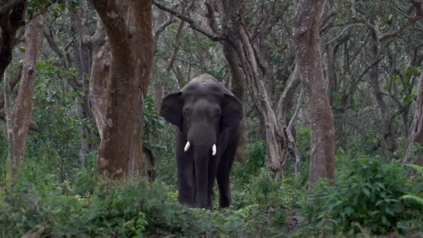 Wild Elephant Standing Dense Jungle Chitwan National Park Nepal — Vídeo de Stock
