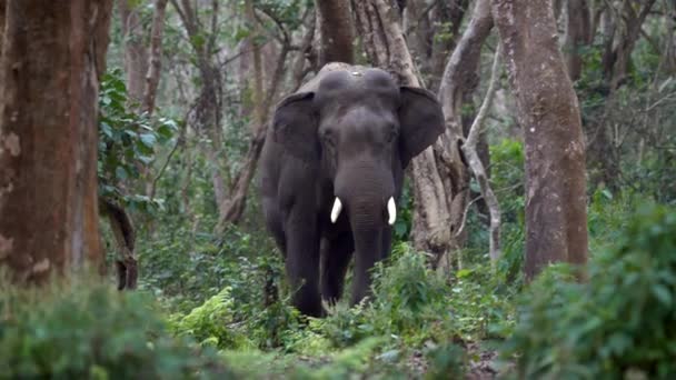 Wild Elephant Standing Dense Jungle Chitwan National Park Nepal — Vídeo de Stock