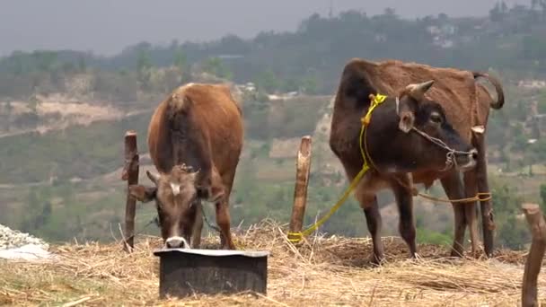 Dos Vacas Atadas Aire Libre Bajo Sol Cima Una Colina — Vídeos de Stock