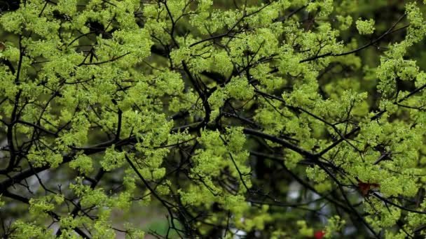 Nieve Que Cae Comienzo Primavera Con Árbol Que Florece — Vídeos de Stock
