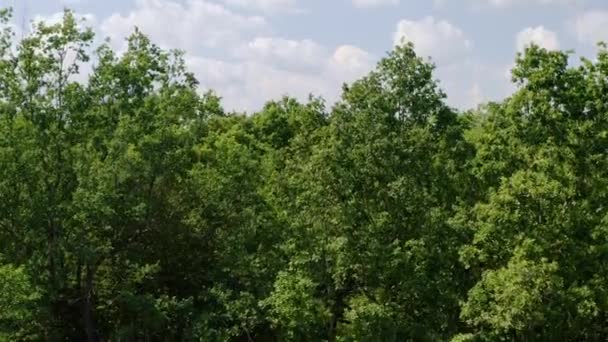 Drone Flying Forest Sunny Day Revealing Beautiful Clouds Forest — Vídeos de Stock