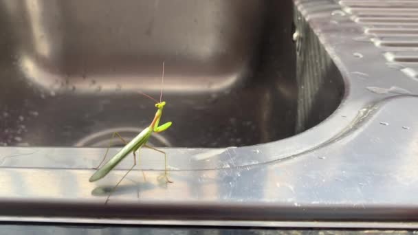 Green Grasshopper Standing Tall Chrome Kitchen Sink — Stockvideo