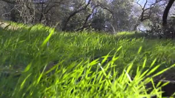 Wilde Tiere Auf Pirsch Grünen Gras Pov — Stockvideo