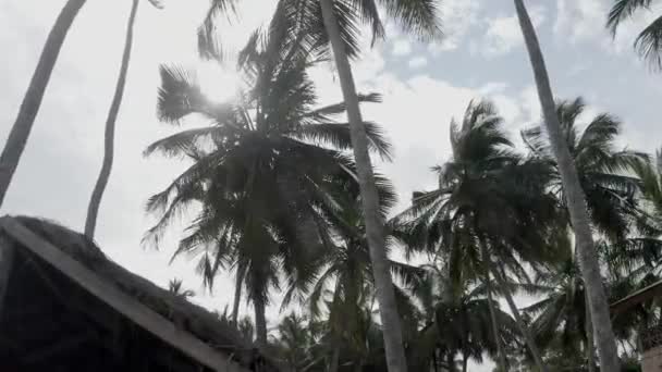 Palm Trees Beach Africa — Stock Video