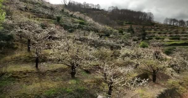 Beautiful Shoot Cherry Blossom Valle Del Jerte Spain — Wideo stockowe