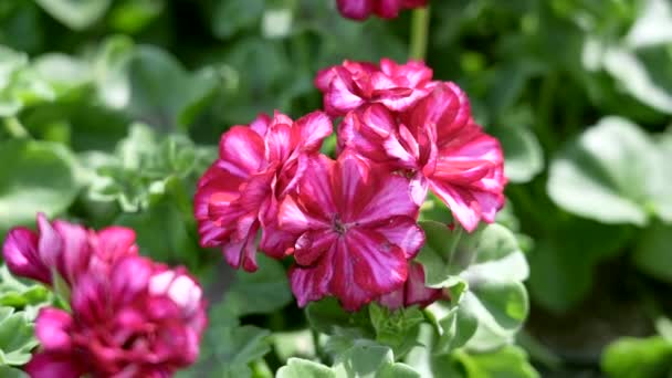 Bright Vibrantly Colored Pink Geraniums Isolated Close — 비디오