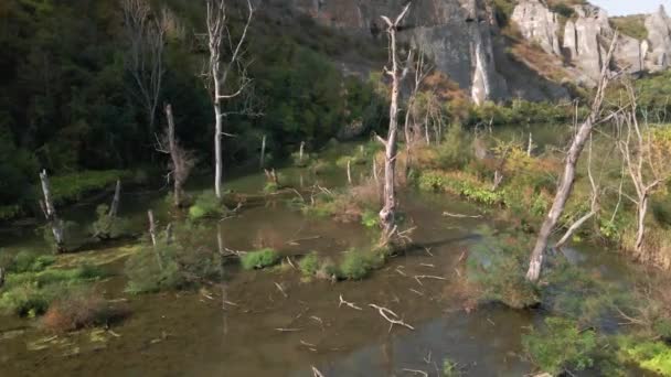 Drone Shot Crawling Muddy River Trees Fallen Branches — Video Stock