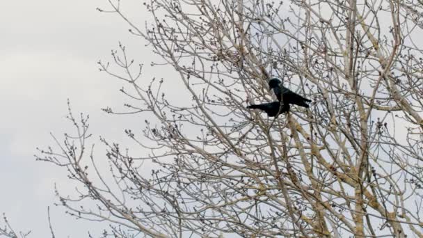 Black Birds Extremely Smart Capable Solving Problems Making Tools Crows — Video Stock