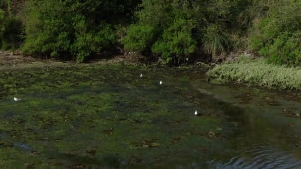 浅沼泽地 海鸥和白鹭中美丽的动物 空中风景 西班牙 — 图库视频影像