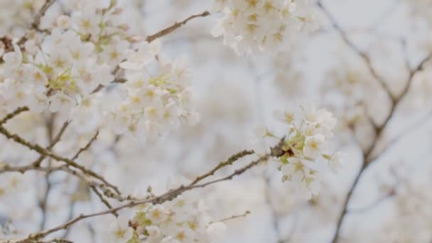 Quando Flores Começam Florescer Como Ver Velho Amigo Novamente — Vídeo de Stock