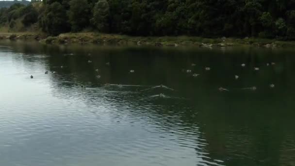 Aerial View Flock Real Ducks Saltwater Marsh Marismas Santoa Natural — Vídeo de stock