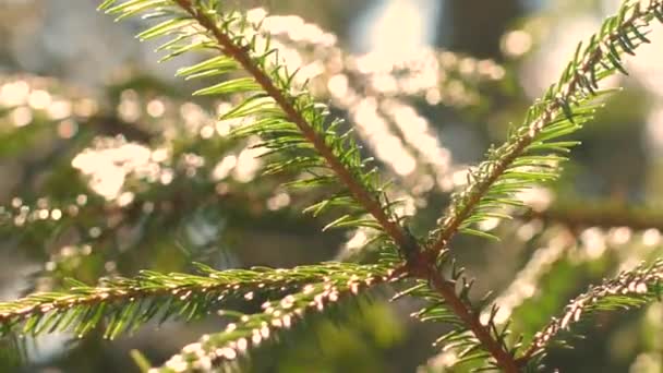 Donkere Takken Van Sparren Laten Geen Zonlicht Binnen Zon Schijnt — Stockvideo