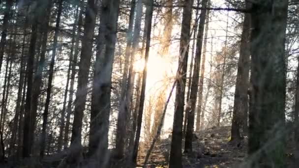 Einem Trockenen Deutschen Wald Während Eines Winterlichen Sonnenuntergangs Handheld Schieberegler — Stockvideo