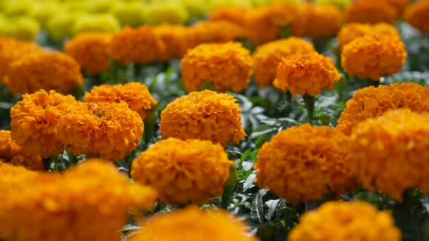 Orange Yellow Hybrid Marigolds Growing Field Isolated Focus Rack — Vídeo de Stock