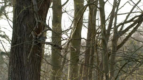 Furry Little Squirrel Taking Climbing Trees Park — Wideo stockowe