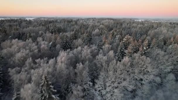 Large Forest Thin Green Coniferous Trees Covered Thin Layer Snow — Vídeo de Stock