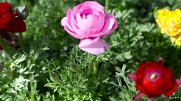 Fleurs Roses Colorées Poussant Dans Lit Fleurs Luxuriantes — Video