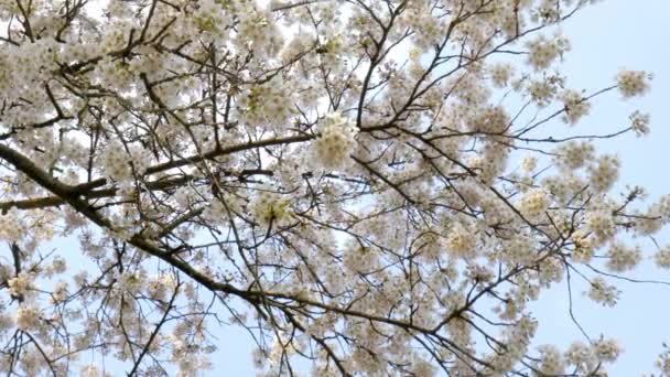 Kvetoucí Strom Jaře Proti Modré Obloze — Stock video
