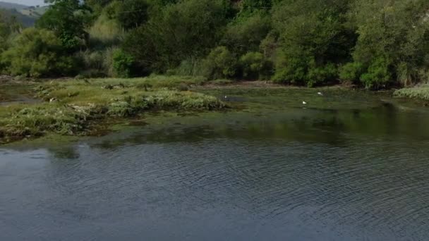 山林湖中的绿松石水 有松树 蓝色湖泊和绿色森林的空中景观 俯瞰山林之间的湖面 在晶莹清澈的高山湖水之上 — 图库视频影像