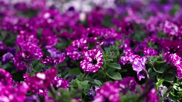Vibrant Close Spotted Purple Petunias Breezy Day — стоковое видео
