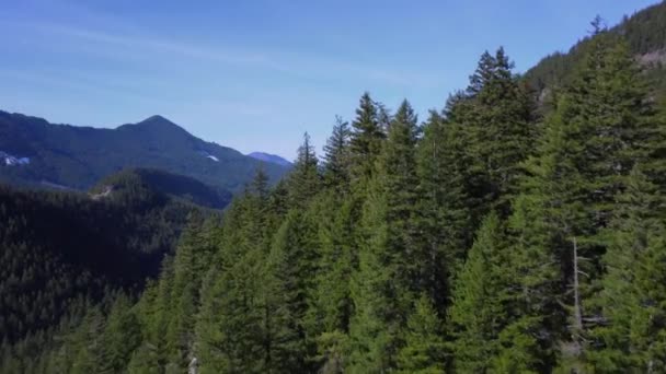 Flying Trees Reveal Lush Green Valley — Stockvideo