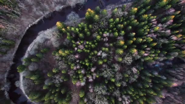 Vacker Skog Med Höga Gröna Barrträd Och Kala Träd Där — Stockvideo