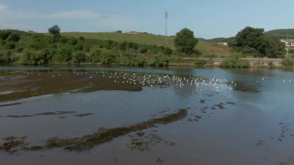 Kışın Buzsuz Göl Büyük Bir Kuğu Ördek Sürüsü Mavi Suda — Stok video