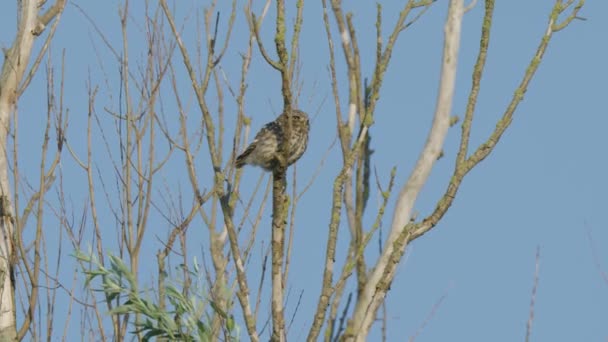 Sleepy Little Owl Open Beak Wide Long Yawn Warm Sunlight — стоковое видео