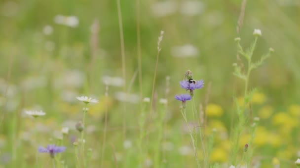 忙碌的大黄蜂从一朵蓝色的玉米花飞到另一朵蓝色的玉米花之间给它们授粉 静止不动 — 图库视频影像