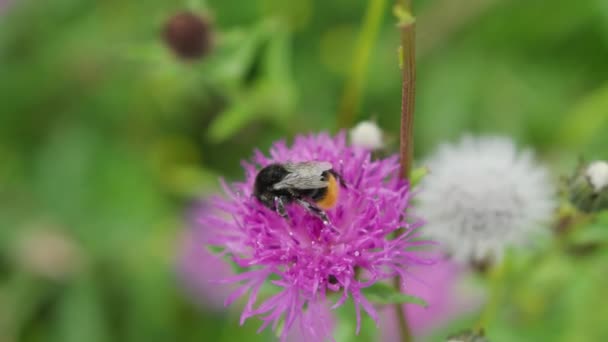 Bee Flying Away Crawling Purple Thistle Collecting Pollen Slow Motion — Vídeos de Stock