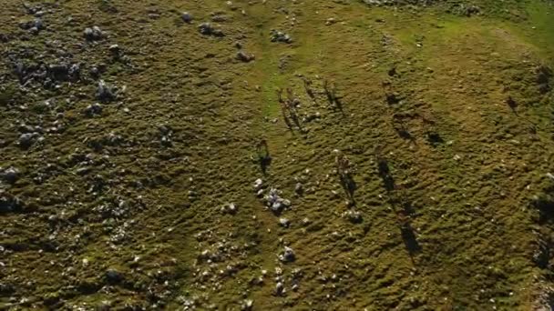 Aerial View Overlooking Pack Wild Deer Apennine Mountains Italy High — Wideo stockowe