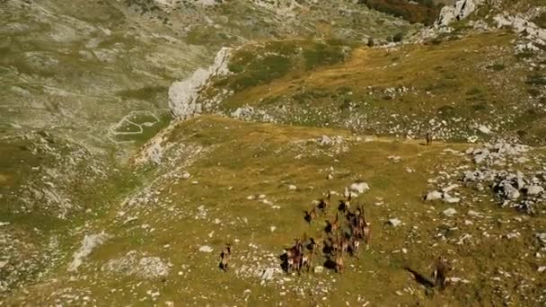 Vista Aérea Con Vistas Una Manada Ciervos Salvajes Las Montañas — Vídeos de Stock