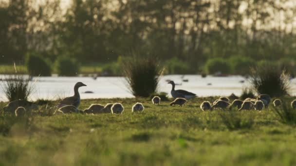 Greylag Gäss Föräldrar Vaktar Grupp Kycklingar Ängen Solnedgången Glöd Statisk — Stockvideo