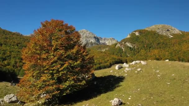 Aerial View Passing Foliage Tree Abruzzo National Park Sunny Fall — Stock Video