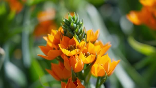 Cluster Van Fel Oranje Bloemen Groeien Een Stevige Groene Stengel — Stockvideo