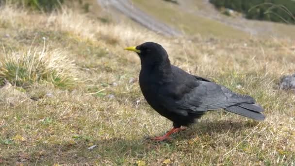 Burung Blackbird Penasaran Bertengger Rumput Tutup — Stok Video