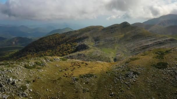 山の高原 イタリアの高地に野生の鹿の群れの方への空中ドローンの眺め — ストック動画