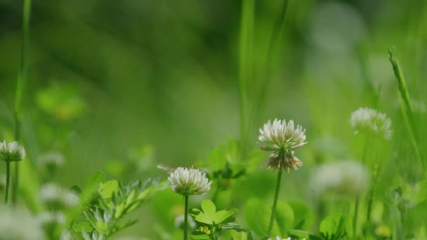 Bumble Bee Pollinating White Clover Flowers Lush Green Meadow Slow — Vídeos de Stock