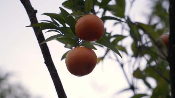 Frutas Jugosas Naranja Árbol Hojas Verdes Tallo Día Mano Captura — Vídeo de stock