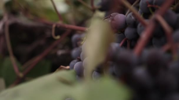 Closeup Female Hand Picking Concord Grape Tree Branch — Stok video