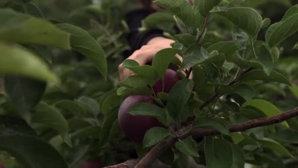 Χέρι Αρπάξει Βιολογικά Και Υγιή Μήλο Ώριμη Από Μηλιά Closeup — Αρχείο Βίντεο