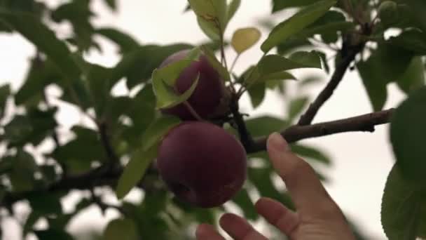 Zbliżenie Biały Dorosły Handpicking Dojrzały Zdrowie Jabłoń Ogród — Wideo stockowe