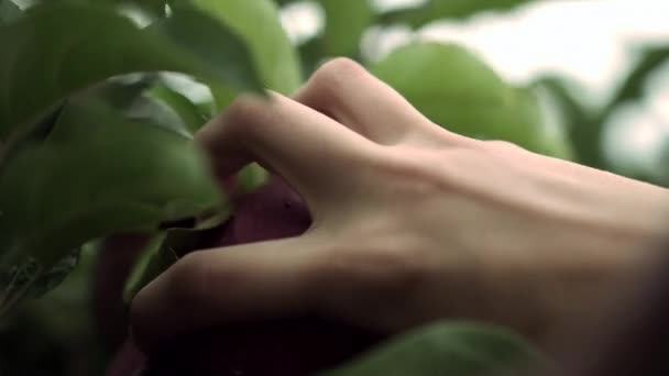 Close Adult Hand Picking Apple Tree Branch Shallow Depth Field — Vídeo de Stock