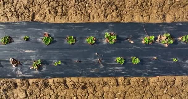 Baharda Siyah Plastiğin Altında Çilek Bitkilerinde Yeni Bir Büyüme Kahverengi — Stok video