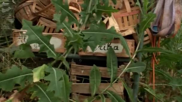 保育園の若いトマトの植物庭に植える準備ができています 男の手で苗木を取った 温室で成長している苗 サイドからの眺め 農業文化 — ストック動画