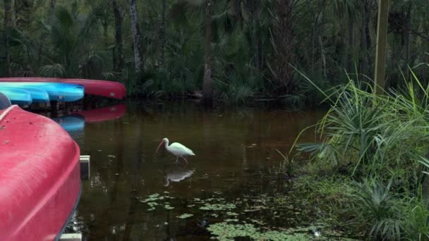 Hermosa Pájaro Grulla Blanca Lago Lettuce Lake Florida — Vídeo de stock