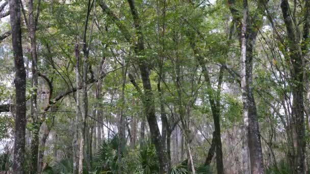 Panning Shot Trees Lettuce Lake Conservation Park Florida Day — Video